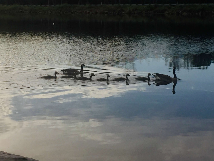Family of Geese